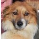Ruby 2, Corgi-Shelti-Mischlingshündin - Hündin