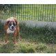 Ruby, Boxer - Hündin