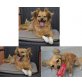 Ruby, Chihuahuamix - Hündin