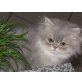 Ruby, Perser - Katze