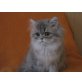 Ruby, Perser - Katze