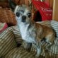 Ruby zarte Maus sucht  warmes Körbchen, Chihuahua kurzhaariger Schlag - Hündin