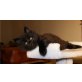 Rudi , Baron und  Viktoria, Maine Coon - Kater