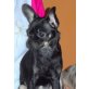 Rudi, Chihuahua kurzhaariger Schlag - Rüde