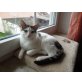 Rudi, Hauskatze - Kater