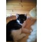Rudi, Hauskatze - Kater