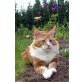 Rudi, Maine Coon - Kater