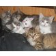 Rudi, Maja und Bärli, wunderschöne Kätzchen - Katze