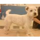 Rudi, West Highland White Terrier - Rüde