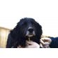 Rudi, lieber Hundejunge; evtl. Bordercollie-Mischli - Rüde