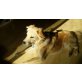 Rudof, Golden-Retriever-Mix - Rüde