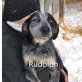 Rudolph, 5J., herzlicher, aufgeweckter Rüde - Rüde