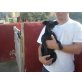  RÜBE, Chihuahua-Mix Welpen - Rüde