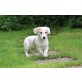 RÜDEN, HÜNDINNEN, Corgi-Pinscher Mix Welpen Welpen - Hündin