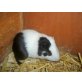 Rübe, Meerschweinchen - männlich
