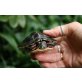 Rückenstreifen Zierschildkröte - weiblich