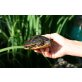 Rückenstreifen Zierschildkröte - weiblich