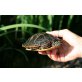 Rückenstreifen Zierschildkröte - weiblich