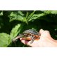 Rückenstreifen Zierschildkröte - weiblich