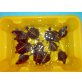 Rückenstreifenzierschildkröte