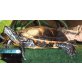 Rückenstreifenzierschildkröte