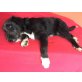 Rüde 8Monate/14kg sucht neues Zuhause - Rüde