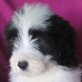Rüde, Bearded Collie Welpen - Rüde