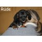 Rüde, Hündin, Dackel Mix Welpen Welpen - Rüde