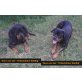 Rüde / Hündin, Rottweiler Welpen - Hündin
