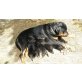 Rüde, Rottweiler Welpen - Hündin