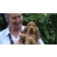 Rüde/Rüdiger, Englischer Cockerspaniel Welpen - Rüde