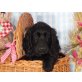 Rüde in rot Hündin in schwarz, Englischer Cockerspaniel Welpen - Hündin