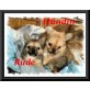 Rüde und Hündin, Chihuahua langhaariger Schlag - Hündin