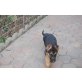 Rüde und Hündin, Deutscher Schäferhund Welpen - Rüde