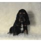 Rüde und Hündin, Englischer Cockerspaniel Welpen - Rüde