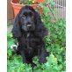 Rüde und Hündin, Englischer Cockerspaniel Welpen - Rüde