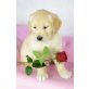 Rüde und Hündin, Golden Retriever Welpen - Rüde