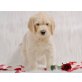 Rüde und Hündin, Goldendoodle Welpen - Rüde