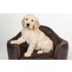 Rüde und Hündin, Goldendoodle Welpen - Rüde