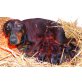 Rüde und Hündin Jack & Jacky, Dobermann Welpen - Rüde