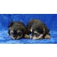 Rüde und Hündin, Malteser/Yorkshire Terrier Welpen - Rüde