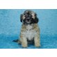 Rüde und Hündin, Maltipoo Welpen - Hündin