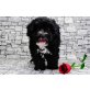 Rüde und Hündin, Maltipoo Welpen - Rüde