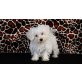 Rüde und Hündin, Maltipoo Welpen - Rüde