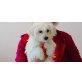 Rüde und Hündin, Maltipoo Welpen - Rüde