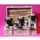 Rüde und Hündin, Mops Welpen - Hündin