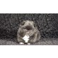 Rüde und Hündin, Pomeranian Zwergspitz Welpen - Hündin