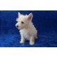 Rüde und Hündin, West Highland White Terrier Welpen - Hündin