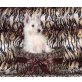 Rüde und Hündin, West Highland White Terrier Welpen - Hündin
