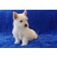 Rüde und Hündin, West Highland White Terrier Welpen - Rüde